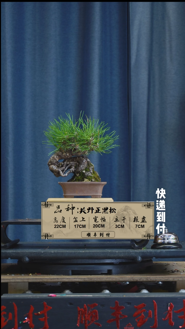 【闪购商品】1Z455三河黑松 不包邮