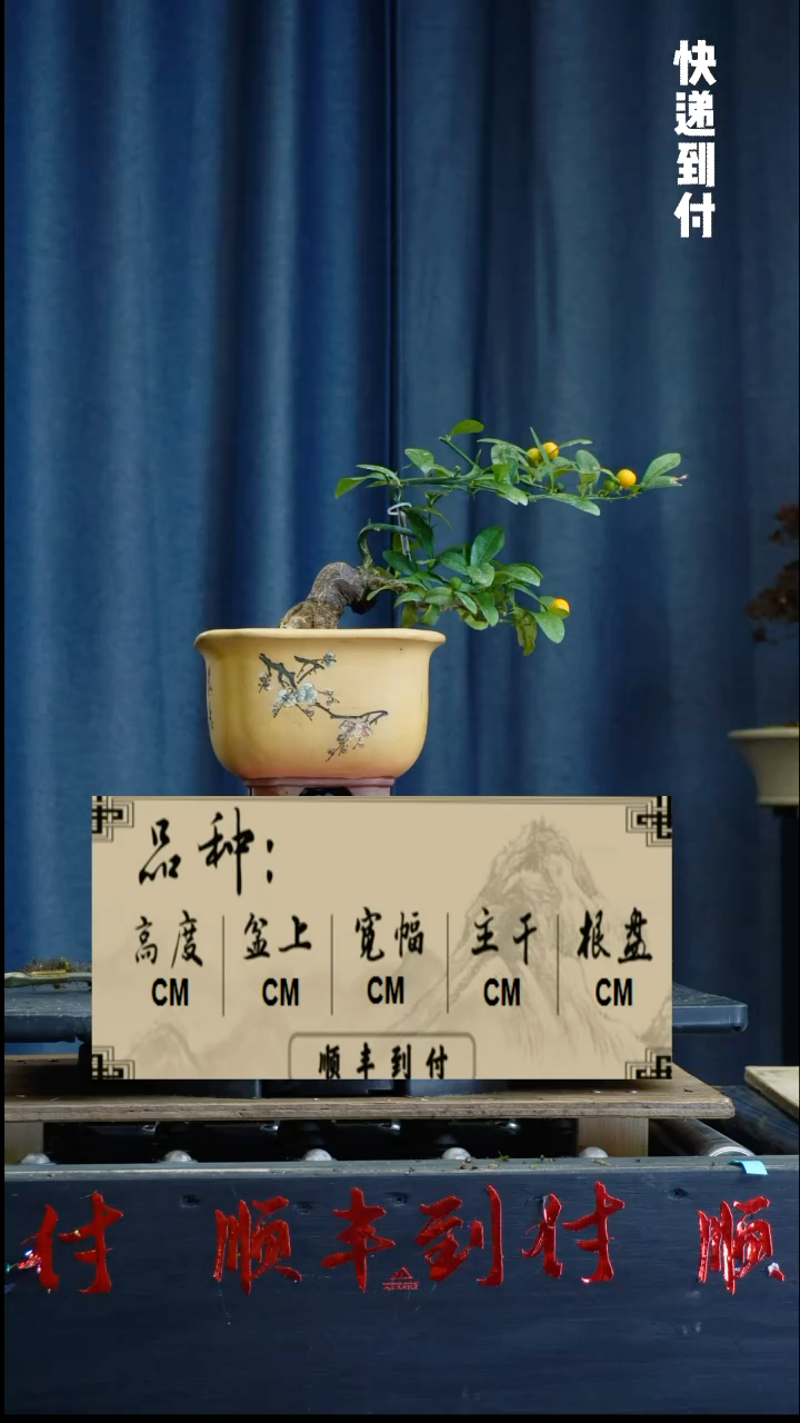 【闪购商品】1z316豆豆