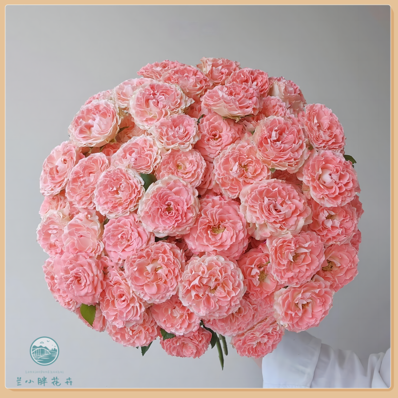 【兰小胖】精选A级-小仙女多头玫瑰(注意：特殊花材，收到带包装醒花)