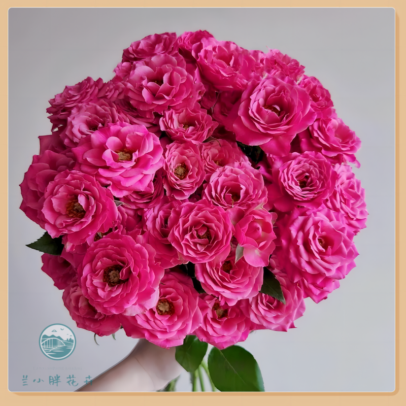 【兰小胖】方德精选-桃花笺多头玫(注意：特殊花材，收到带包装醒花)