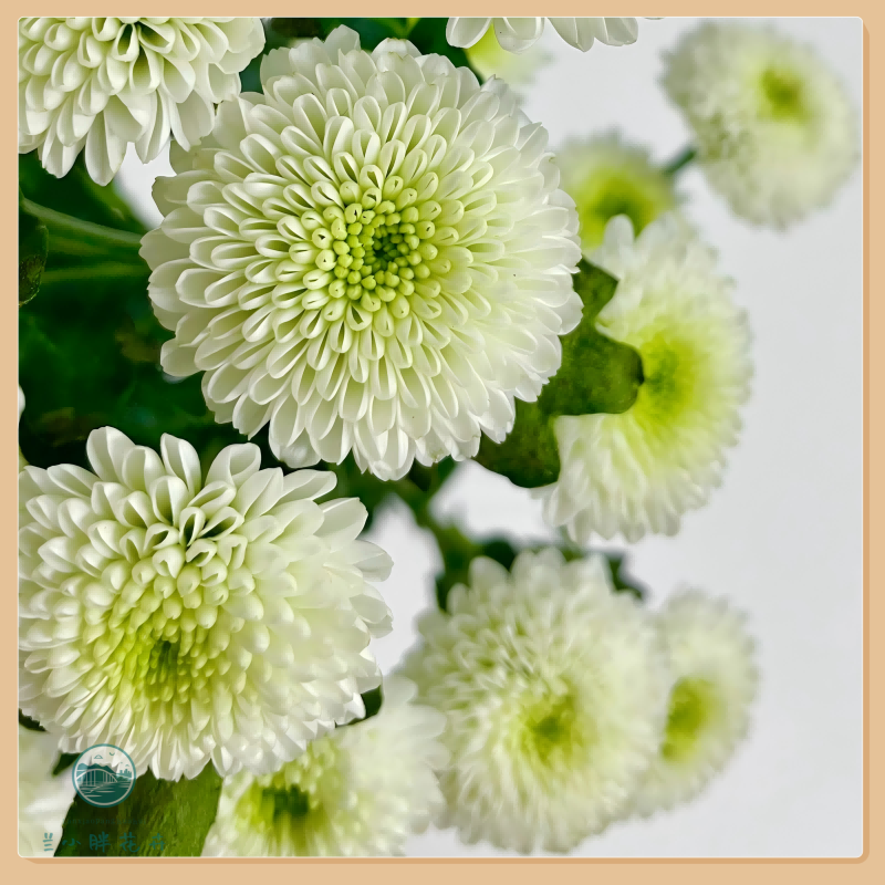 【兰小胖】A级精选小菊-科隆香水10枝装 超长花期养护简易 顺丰发货