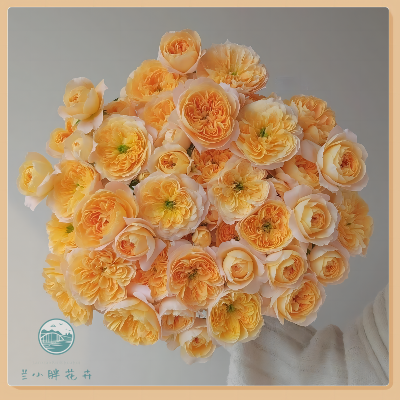 【兰小胖】精选A-果汁阳台多头玫瑰(注意：特殊花材，收到带包装醒花)