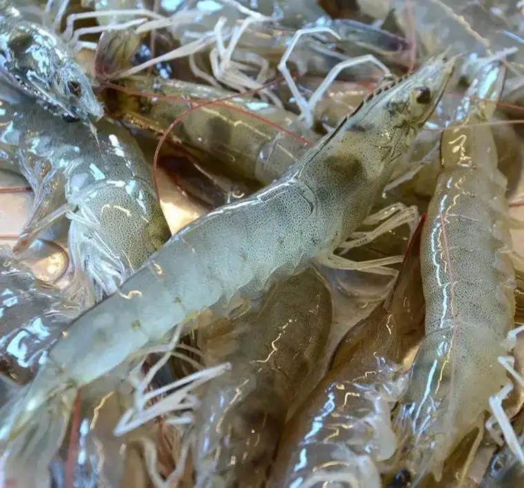 鲜活海白虾 约750g/份
