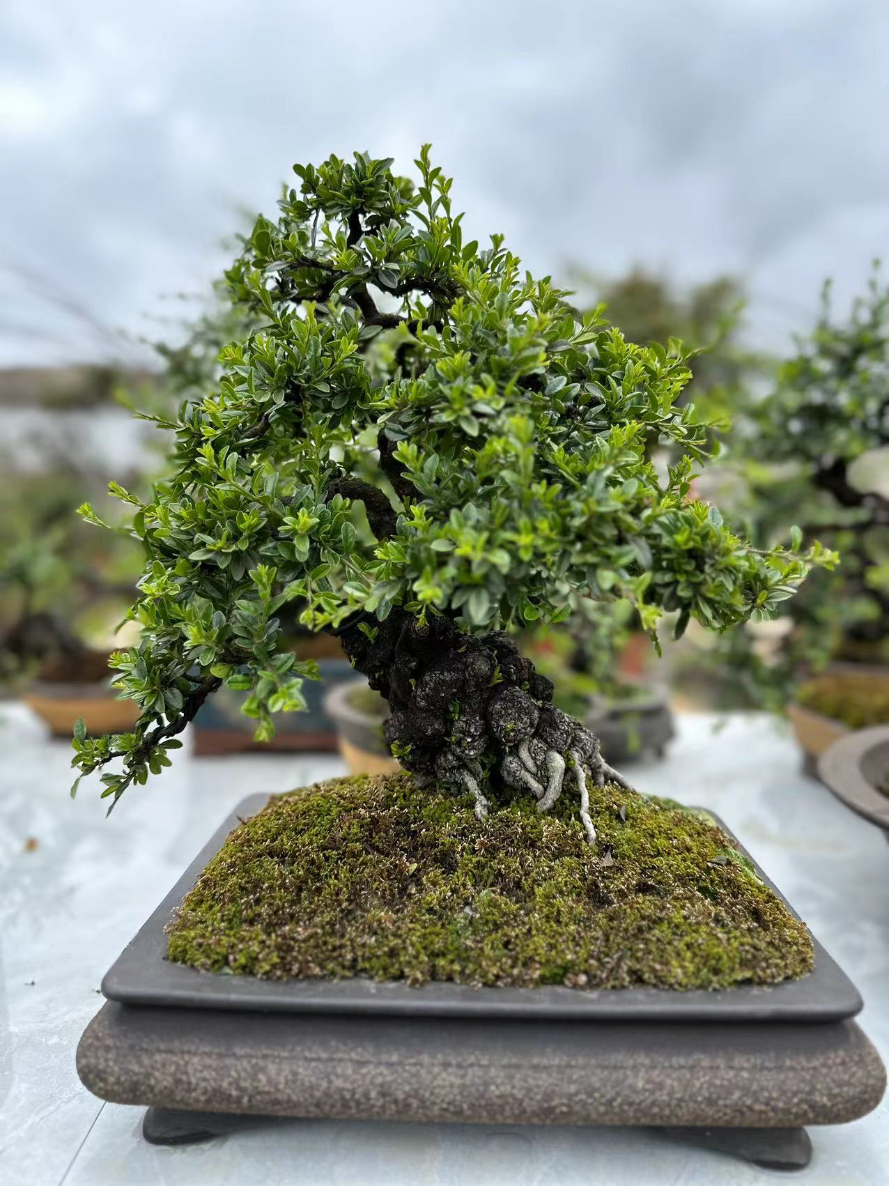 水晶大果荀子开红花挂红果