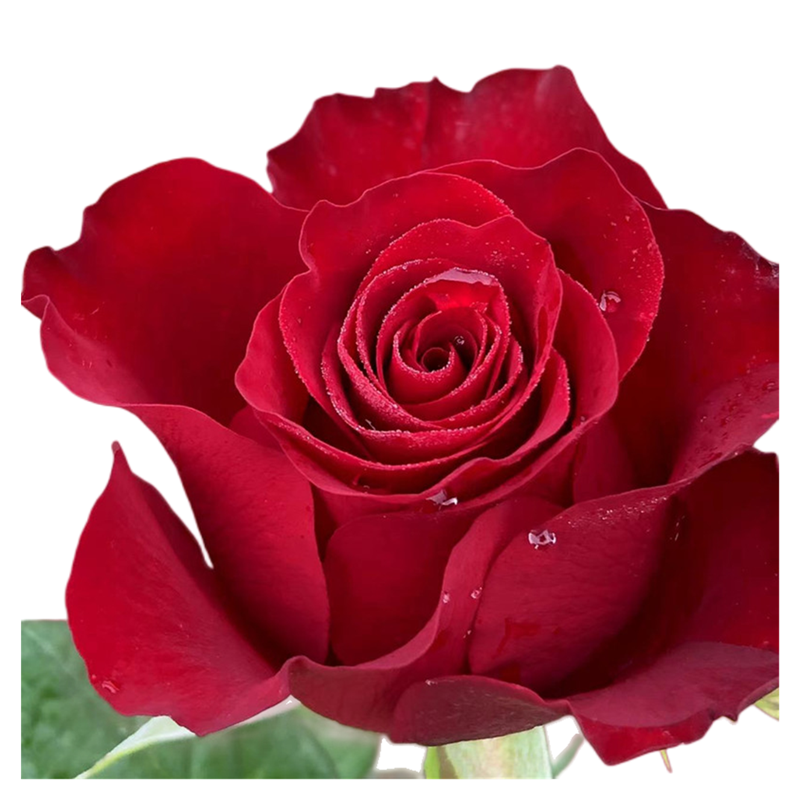 花阁厅 高原红 新品切花玫瑰 四季开花灌木月季