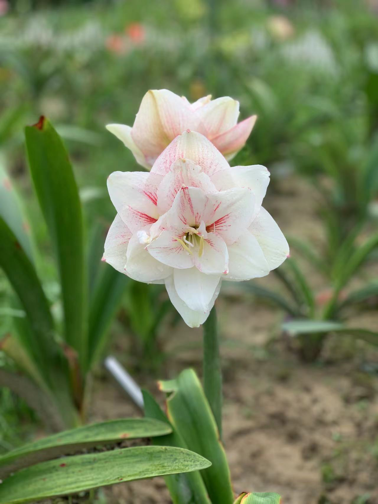 朱顶红-澳朱好印象开花球8厘米左右包对版不包后期养护