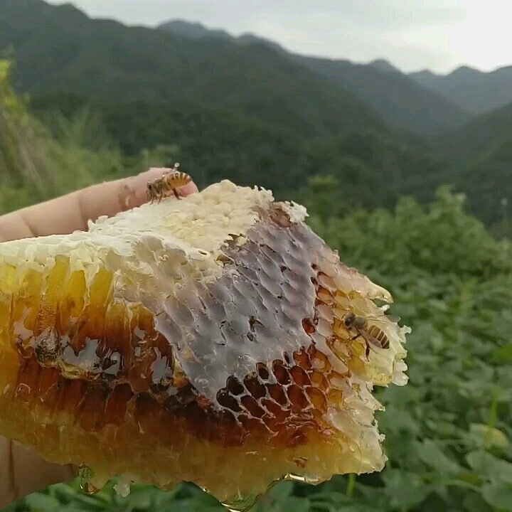 【蜜+巢】古法压榨现切现装大别山木桶土蜂蜜一年只取一次蜂巢蜜