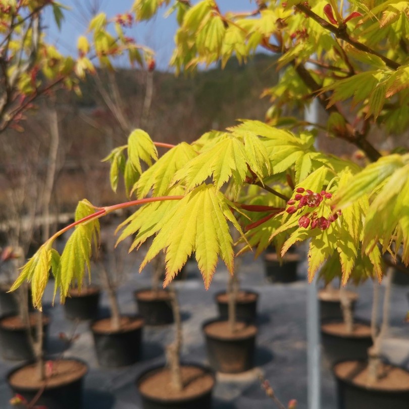 芦岭枫树园  约旦 黄金枫 盆栽植物庭院枫叶   /正常48小时内发货