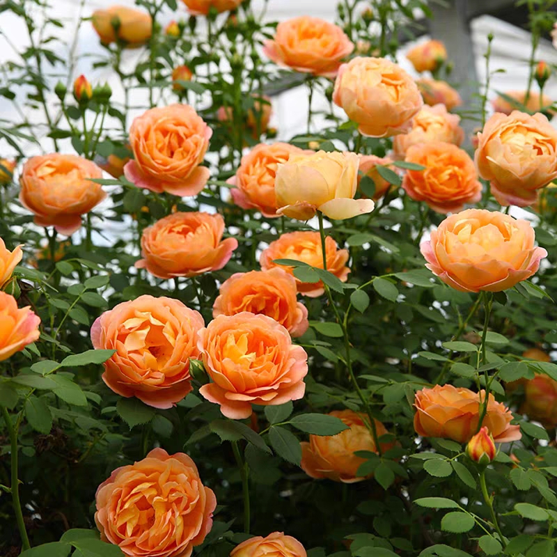 夏洛特夫人爬藤本月季玫瑰花苗盆栽鲜花花卉围墙庭院种植多季开花