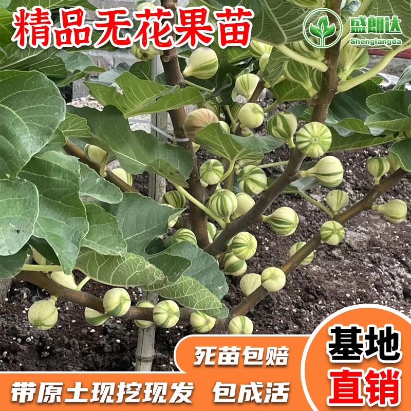 无花果树果苗四季种植大波姬红无花果苗南方北方盆栽地栽当年结果