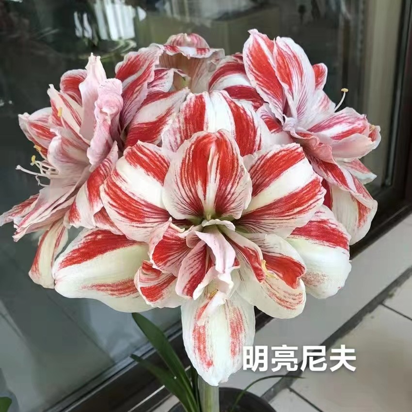 进口朱顶红【明亮尼芙】四季红色阳台栽培 色泽鲜艳 条纹清晰