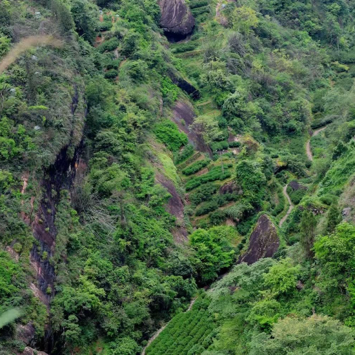 老枞水仙007 六泡