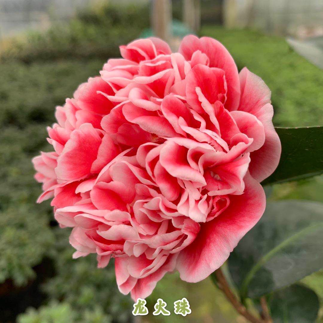 龙火珠名贵稀有茶花可地栽阳台庭院四季常青