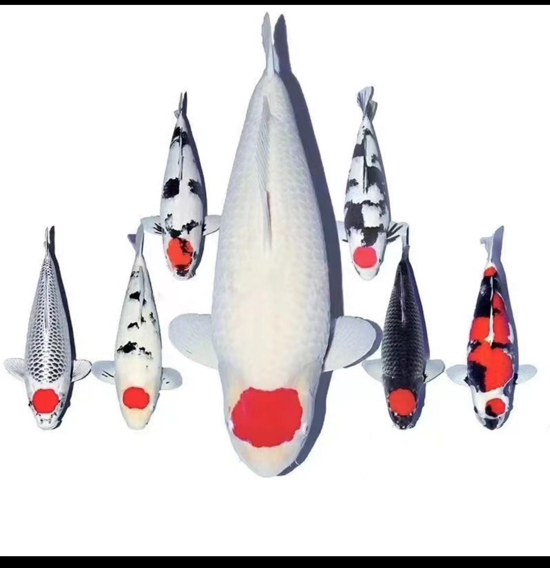 韬哥一品高端红白大正白写绯写锦鲤鱼观赏鱼观赏鱼火鲤小鱼观赏鱼