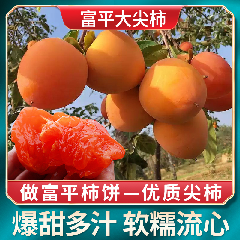 陕西正宗富平大尖柿子5/8斤新鲜水果软甜柿子现摘【吃软不吃硬】