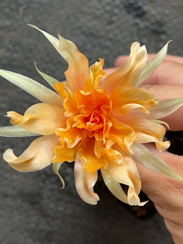 特色卷瓣丽花 落桑，卧室办公室防辐射净化空气