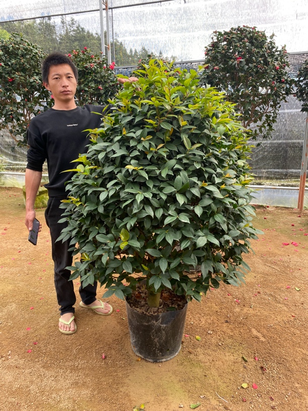 多色茶花中小苗（一物一拍）室内室外一年四季常青花期长