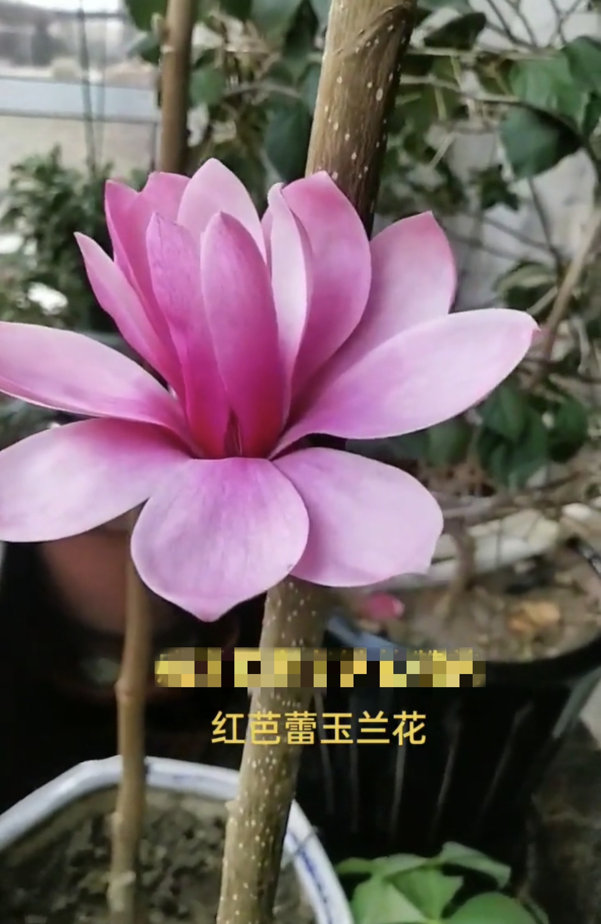 大花（特浓香）红芭蕾玉兰花，春夏秋三季开花