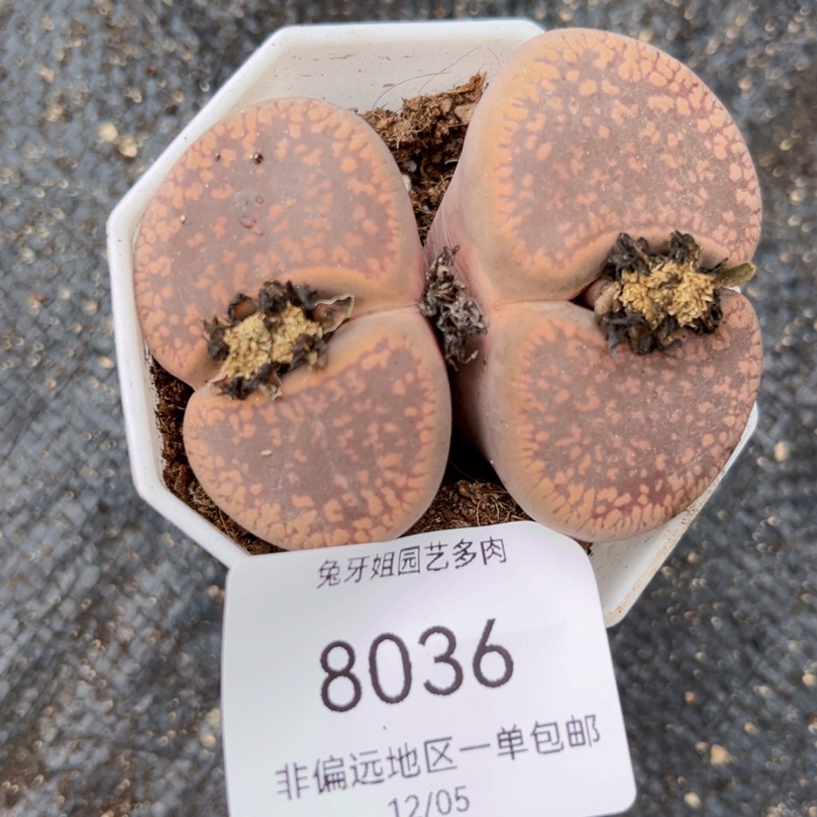 【闪购商品】8036盆土