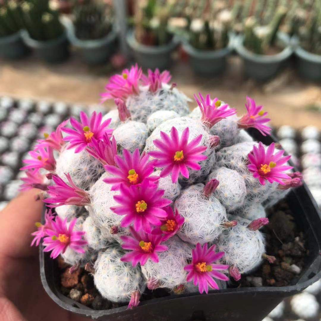 姬春星多肉仙人球系列开玫红色花
