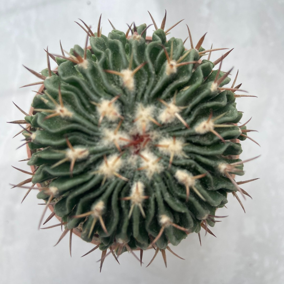 小号星巴克-小多棱玉仙人球系列冠幅开粉白相间花色