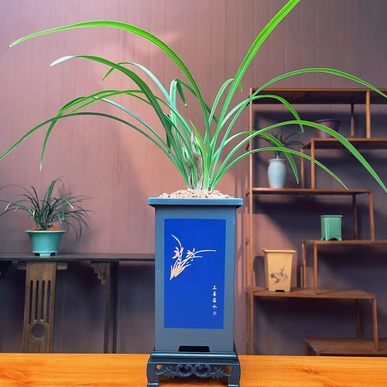 春兰香花之王花开富贵勤花花期长浓香