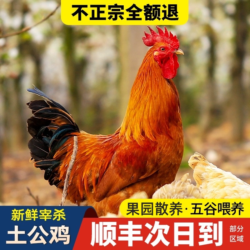 农家散养土鸡大公鸡五谷喂养新鲜老公鸡现杀散养鸡炖肉鸡买一发二