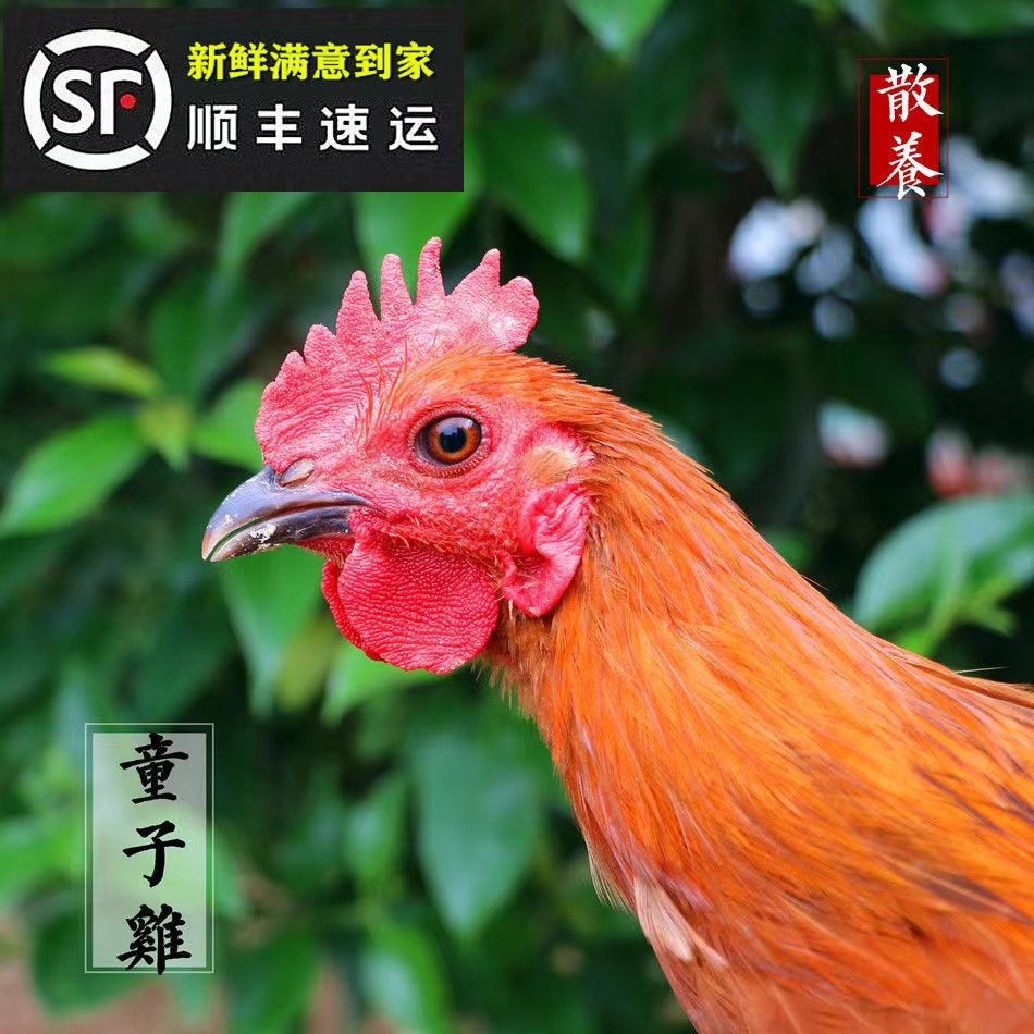 【初恋补贴】现杀3只散养三黄童子鸡溜达鸡散养土鸡顺丰包邮4.5-5斤