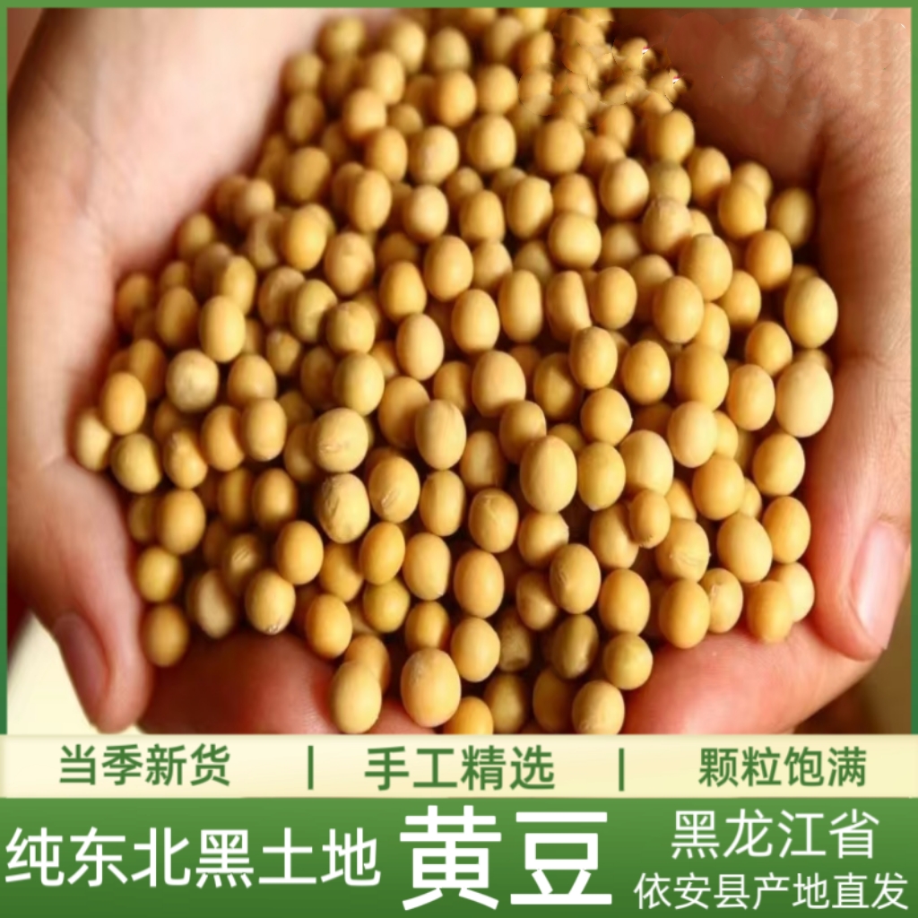 黑龙江黄豆颗粒饱满营养丰富手工精选磨豆浆生豆芽首选