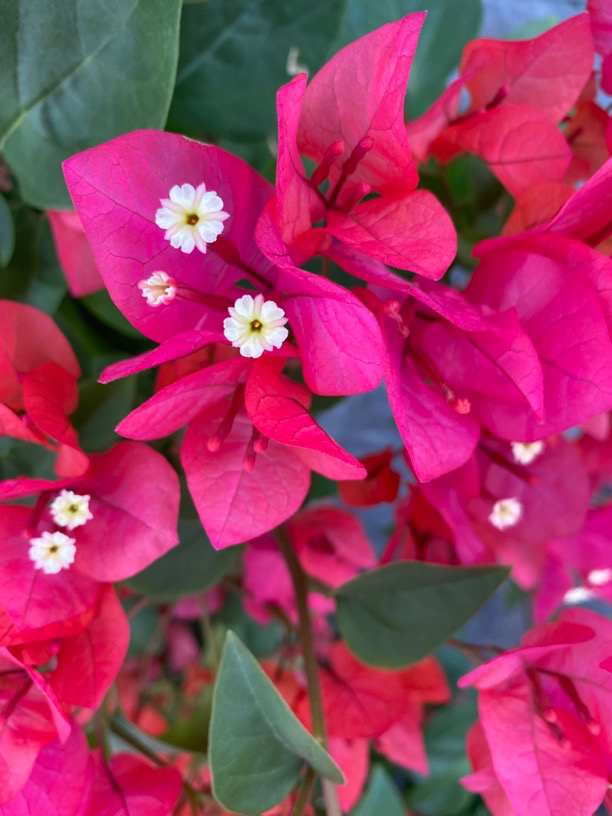 四季同安红三角梅阳台庭院好养活可爬藤类植物