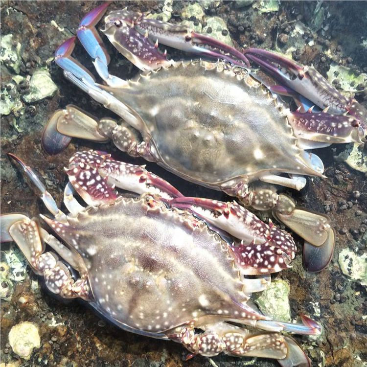 【保鲜不保活】渤海湾梭子蟹1500g   3~5两/只 3~4只/斤