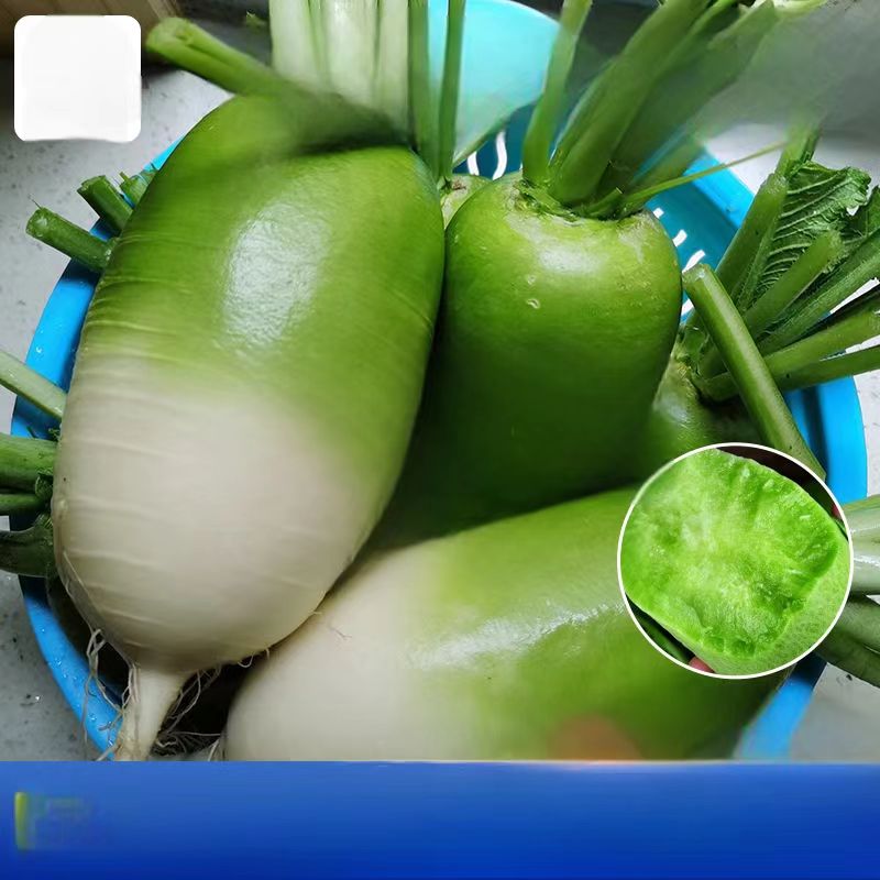 新鲜现挖随州鲁城河本地脆甜露头青白萝卜农家自种现拔现发