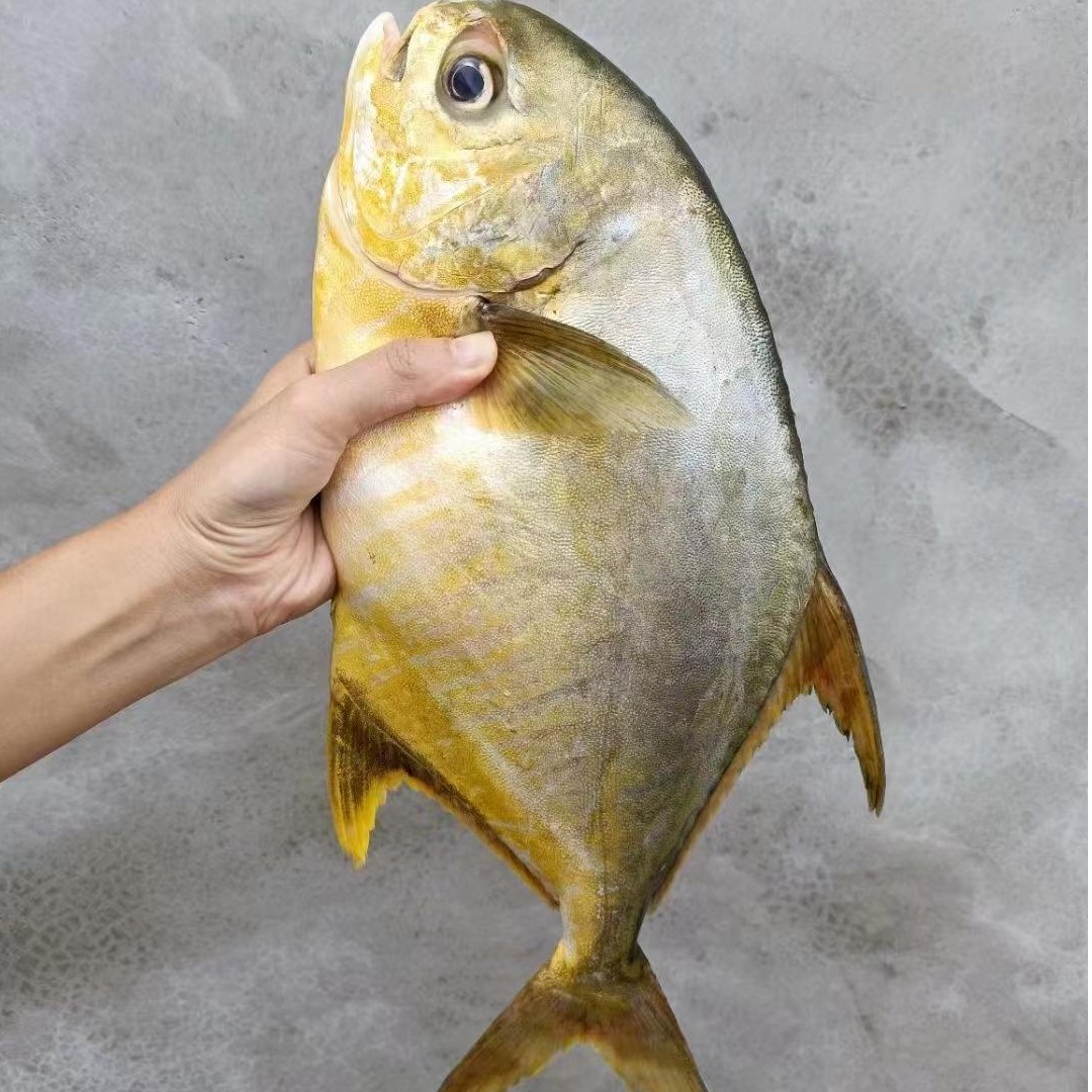 北海野生金鲳鱼 