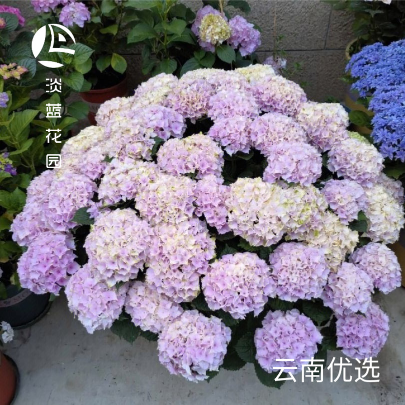 15加仑魔幻系列大花绣球-庭院盆栽-花园地载