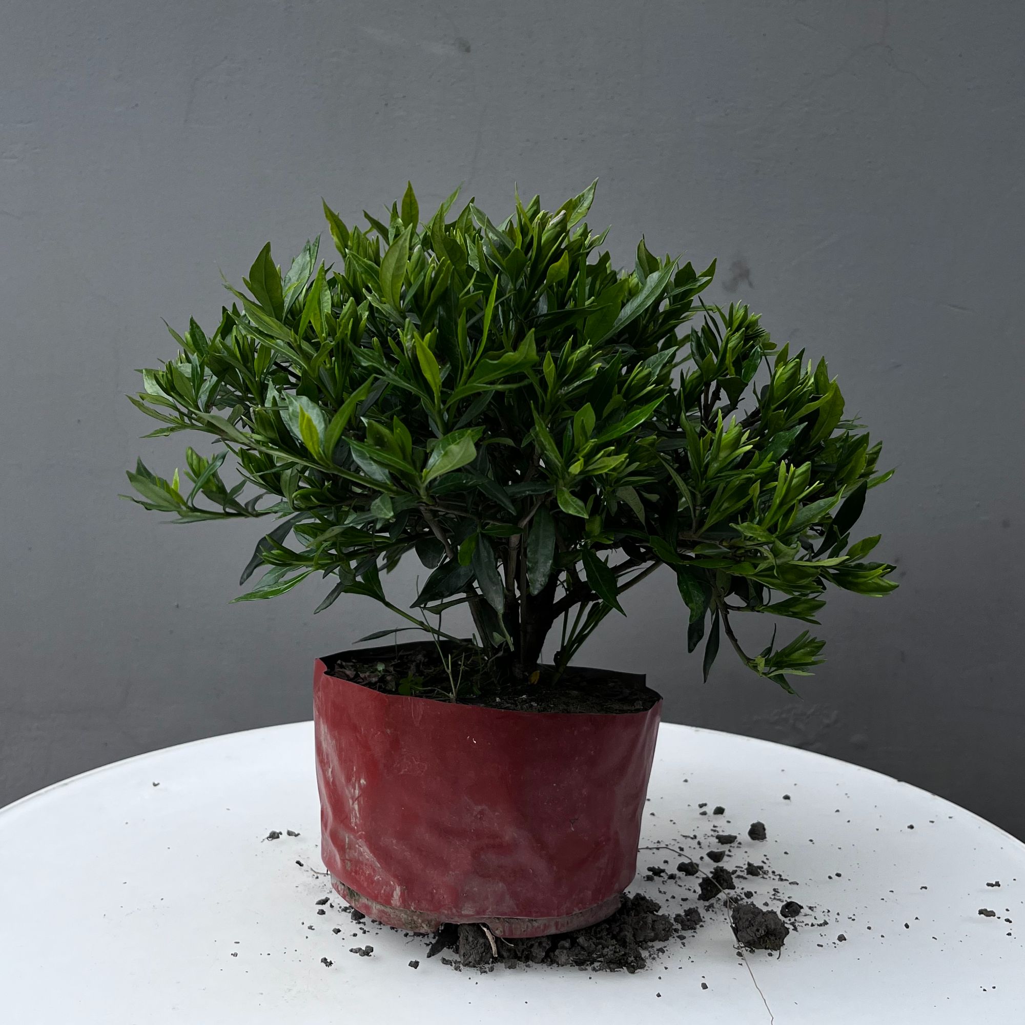 雀舌栀子花带土球带育苗盆发货养护栽种开花生长发芽特殊m