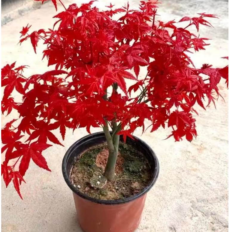 红枫树盆景（一物一拍）红枫直播红舞姬矮霸老桩初星星