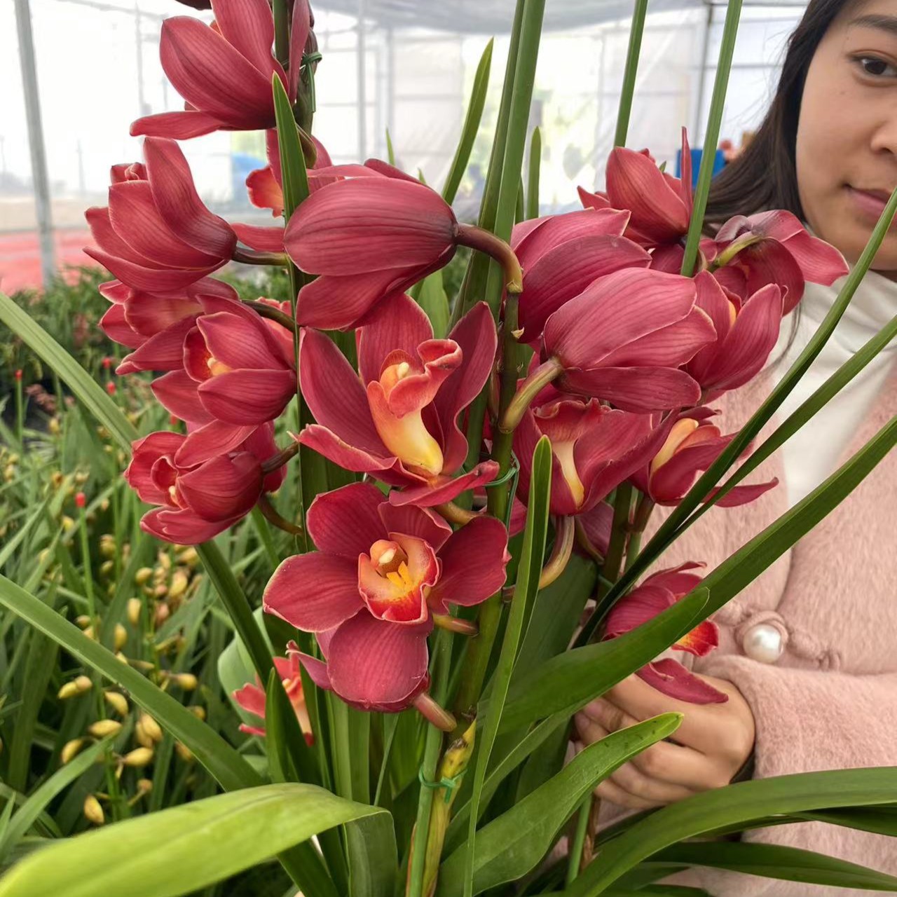 【朱雀】大花蕙兰年宵花盆栽带花苞多花剑室内客厅开花红色美观花卉