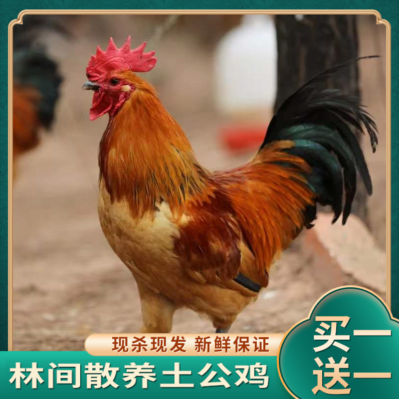 【鸡呱呱散养土鸡】放养黄脚公鸡肉质鲜嫩带内脏两只净重5.5-6斤