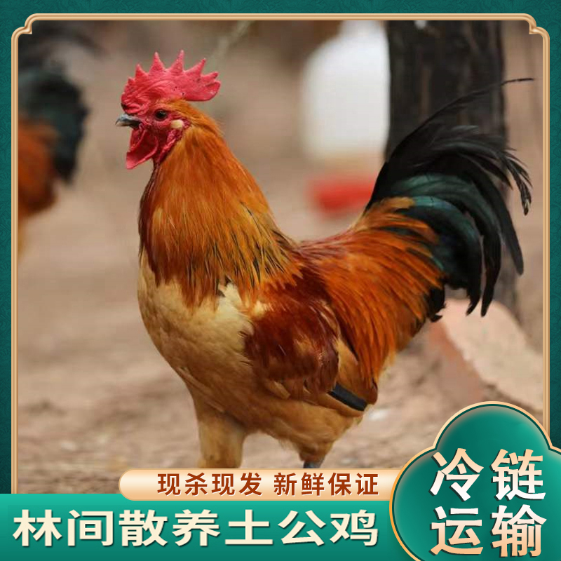放养150天黄脚土公鸡肉质鲜嫩净膛 3只净重9斤