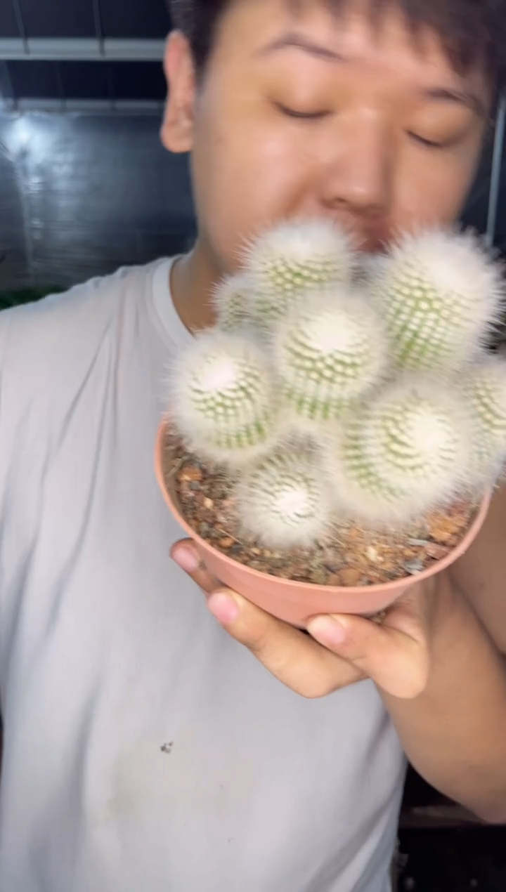 【闪购商品】白小丁群生