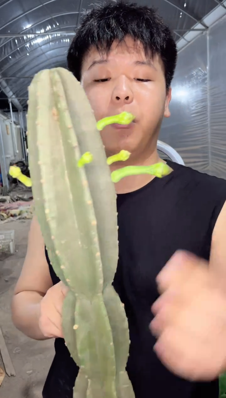 【闪购商品】50cm 量天尺【无根】不指定带花苞
