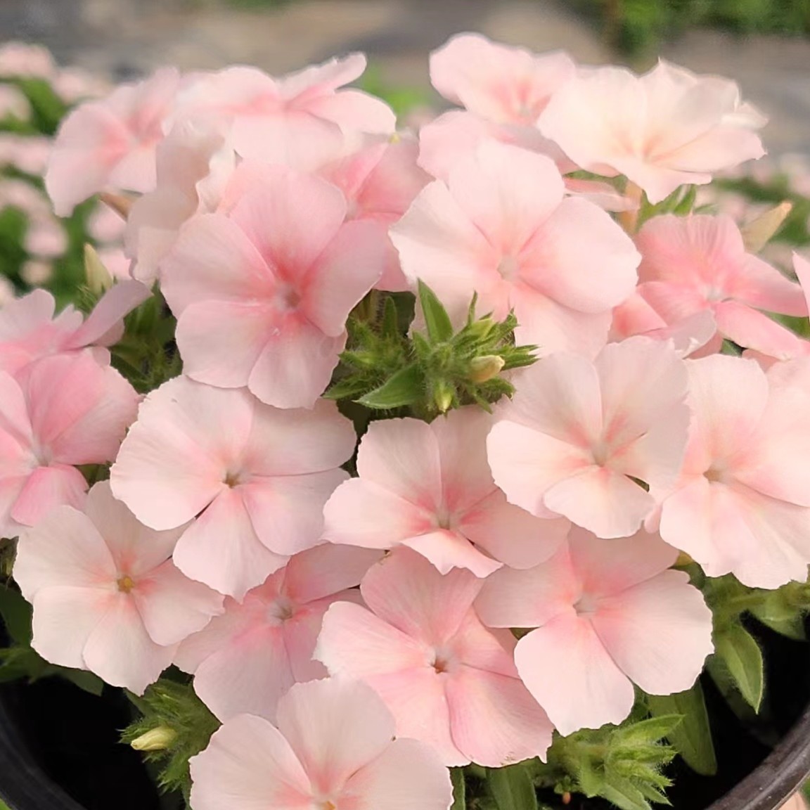 【运河家】福禄考福禄考花盆栽花卉情书鲑鱼粉羞红新娘星星糖等盆苗