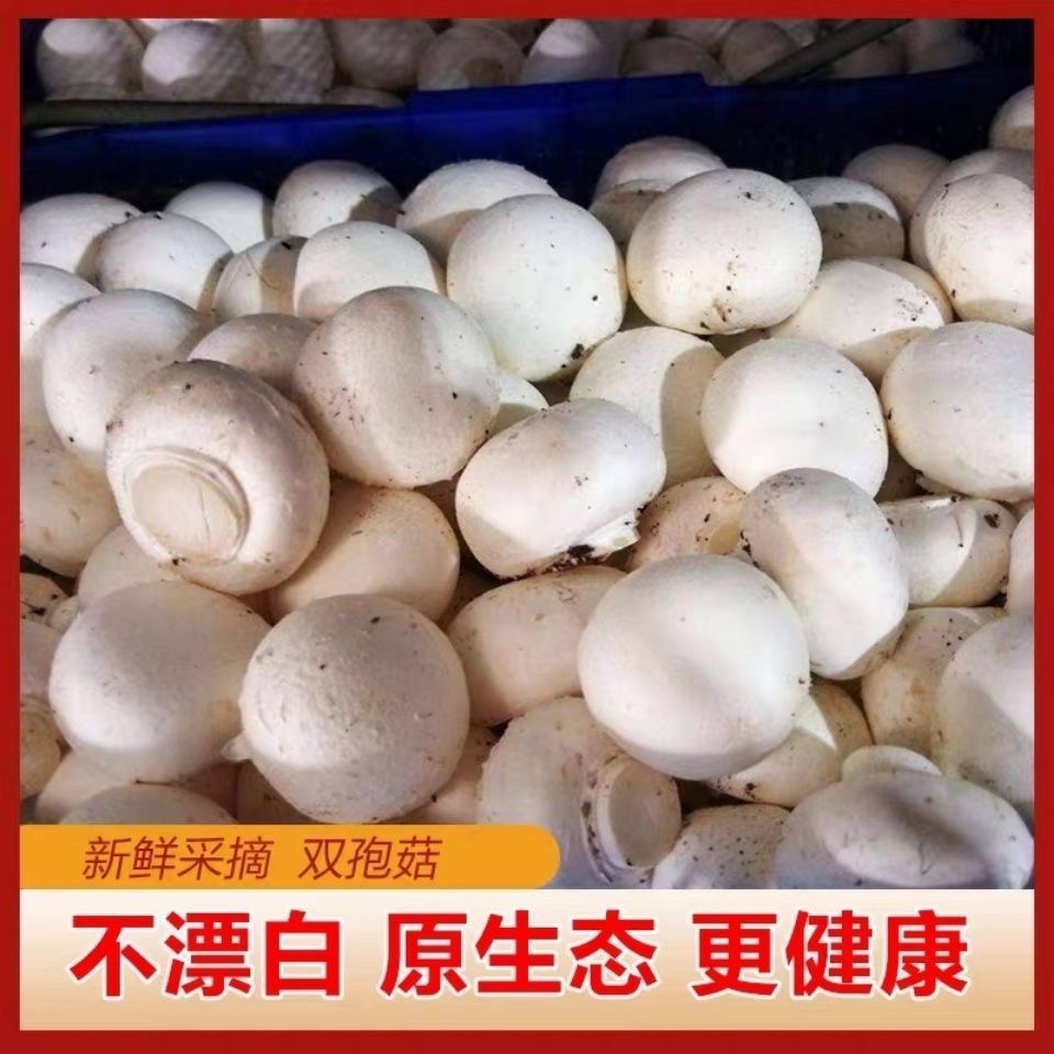 口蘑新鲜白蘑菇双孢菇火锅食材基地直发1000克中通冷链泡沫箱包装