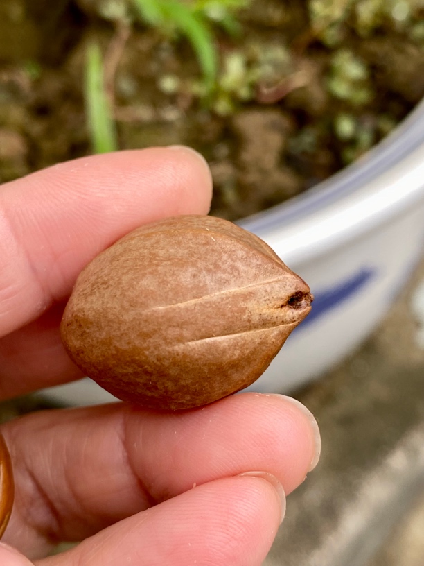 橄榄核文玩快递费补差