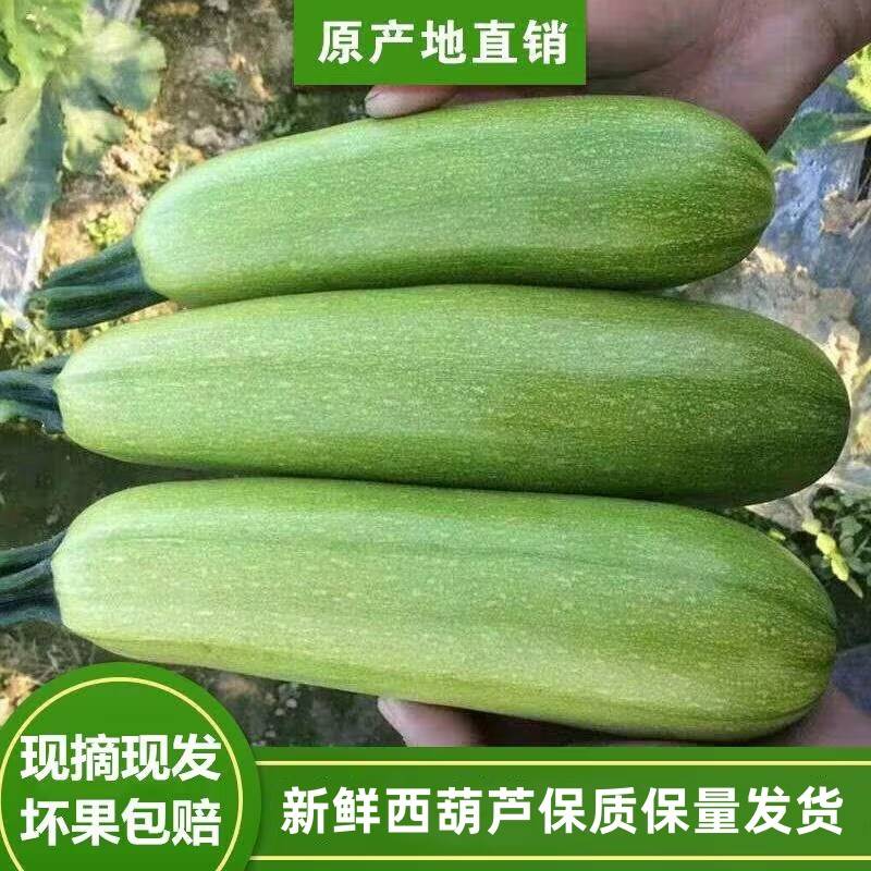五斤包邮农家自种种植新鲜蔬菜西葫芦菜瓜番瓜白角瓜5斤备用