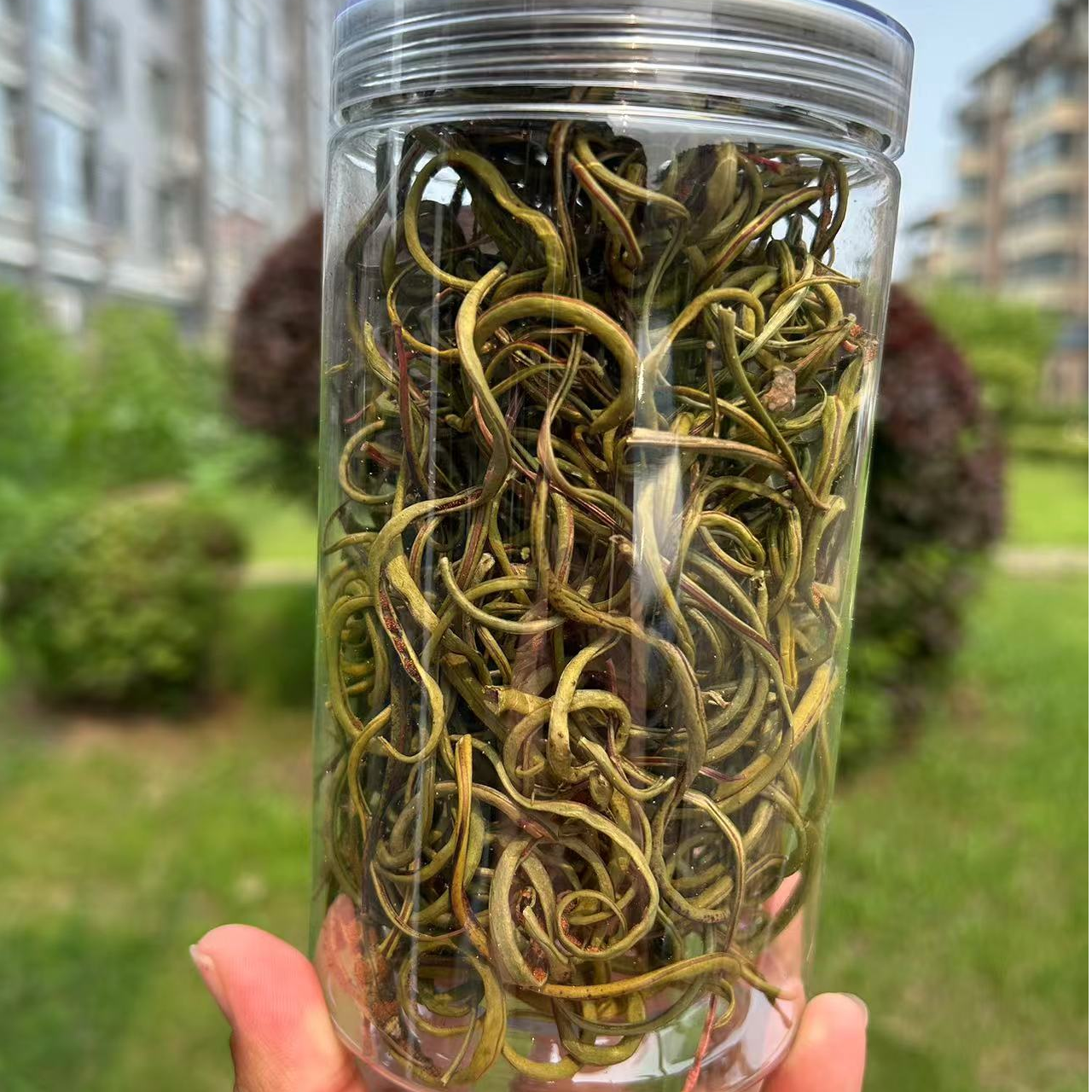 长白山 深山小草 黄金草 嗷嗷叫