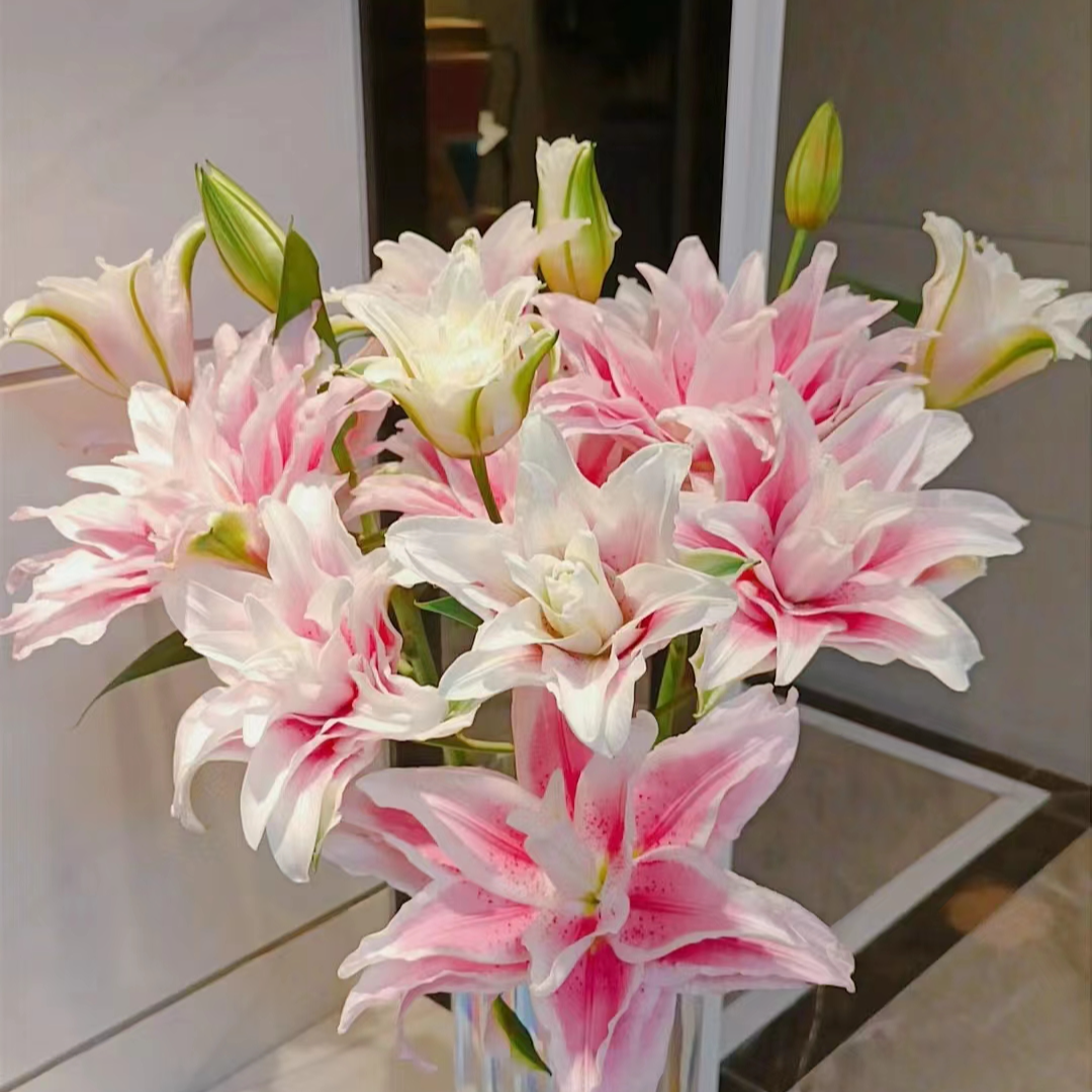 【大小王】伊莎贝拉两单顺丰冷链一单百合普通鲜花快递