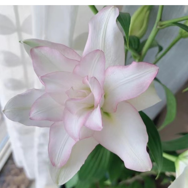 【追香人】冰美人香水百合 树 任意2单顺丰冷链包邮 鲜花20%不售后