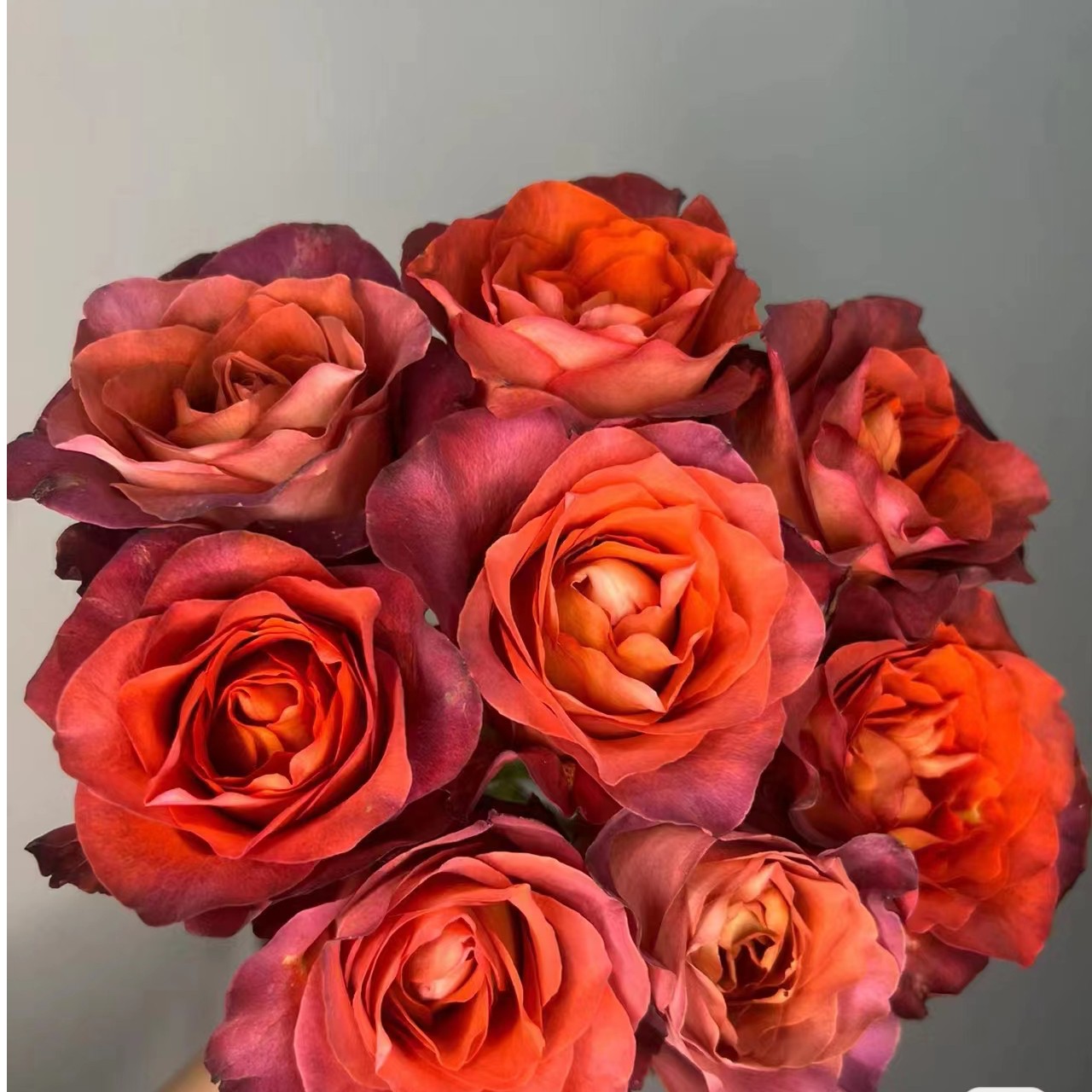 （咖啡时间）3加仑露天根接苗复古色系大花切花新手小白好养阳台