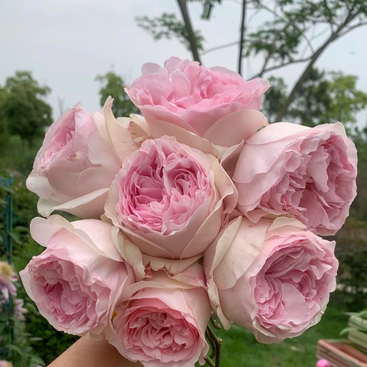 （伊芙乙女心）3加仑方盆根接苗冷链发货粗开大包子形状浓香